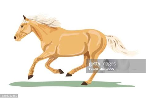 2,415 Palomino Horse Stock Photos & High